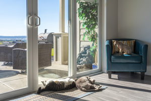 Three cats lounging in the sun in front of a sliding glass door.-Sliding Glass Door Installation Provided by Legit Exteriors - Serving Vancouver WA and Portland OR